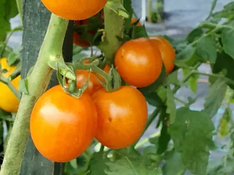 Тёмно-оранжевый мускат (Dark Orange Muscat)