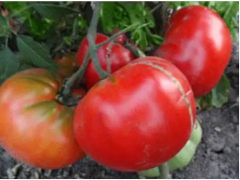 Marmande Garnier Rouge Big