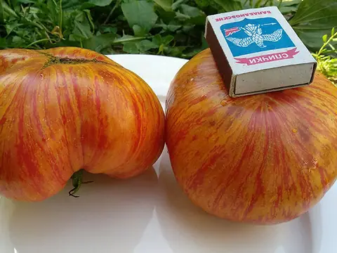 Большая Оранжевая Полоса (Big Orange Stripe)