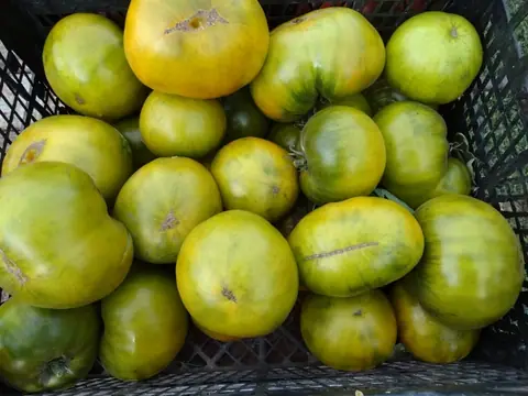 Большой Зелёный Макс (Max's Large Green)