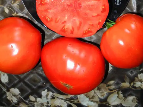 Грушанка Минусинская
