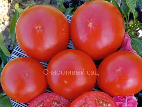 Карлик Счастливый Леприкон (Dwarf Lucky Leprechaun)