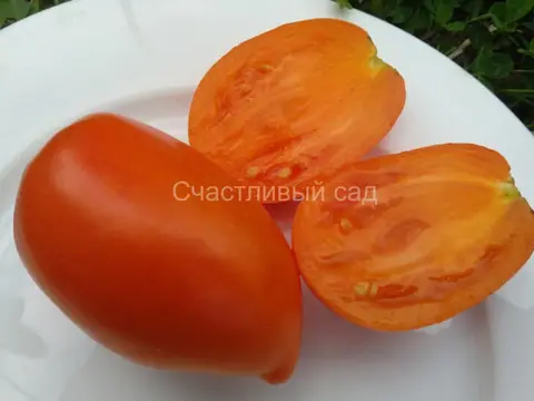 Cream Orange Giant
