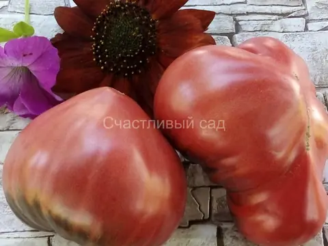 Strawberry Sgt. Peppers