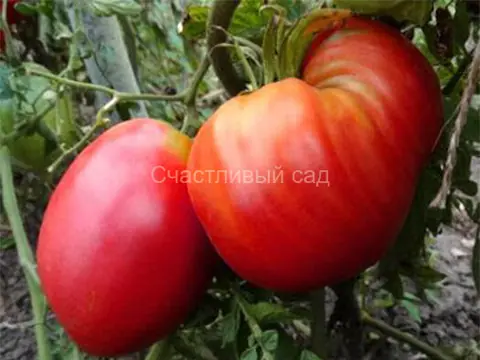 Бычье сердце Минусинское розовое