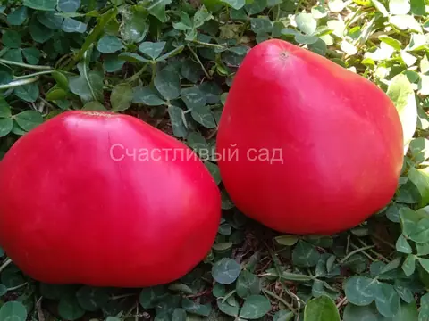 Розовый подарок