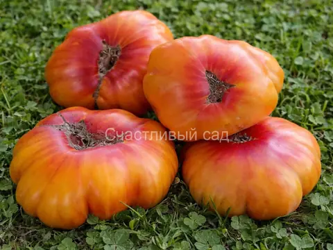 Запотекский ананас ребристый (Zapotec Ananas Ribbed)