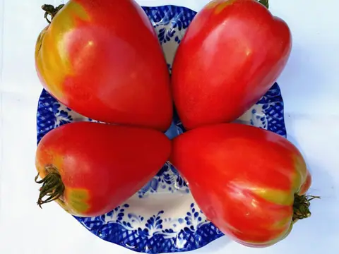 Телячье сердце (Calf's Heart)