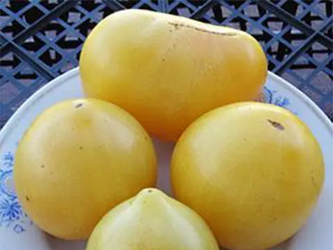 Карлик Лимонный Лёд (Dwarf Lemon Ice)