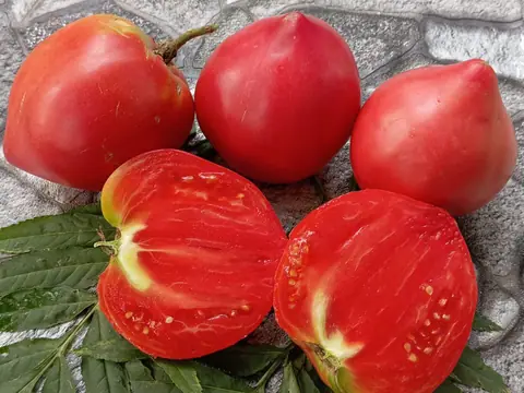 Kosovo beet heart pink