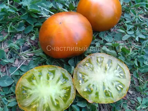 Карлик Эми из Огайо (Dwarf Amy's Ohio)