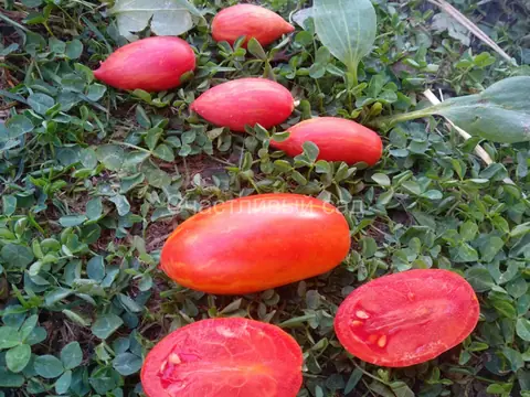 Огонь Марзано (Marzano Fire)