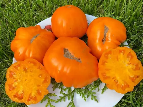 Oro giant