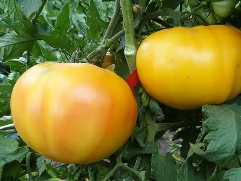Минусинское манго
