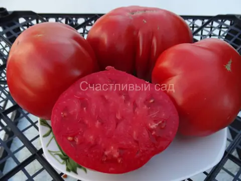 Кунео Гигантская Груша (Cuneo Giant Pear)