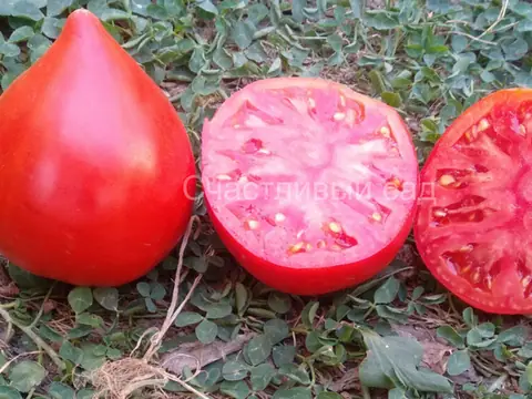 Девичьи слезы