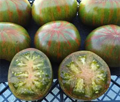 Berkeley Tie Dye Green