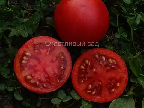 Сорок карликов Энди (Dwarf Andy’s Forty)