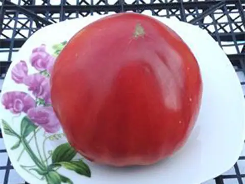 Старонемецкий Элмера (Elmer’s Old German)