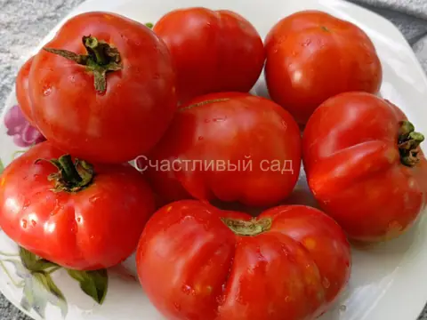 Карлик Рецессивный (Dwarf Recessive)