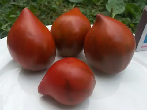 Сердце Линнея (Linnaeus heart)