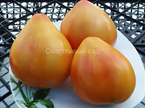 Полосатое бычье сердце (Striped oxheart)