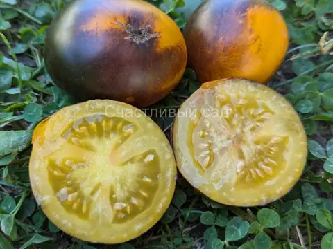 Карлик Луна Гондвана (Dwarf Gondwana Moon)