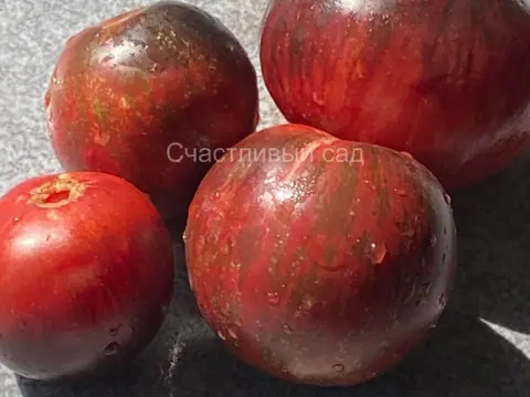 Карлик Молния Гондвана (Dwarf Gondwana Lightning)