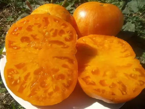 Orange Jazz
