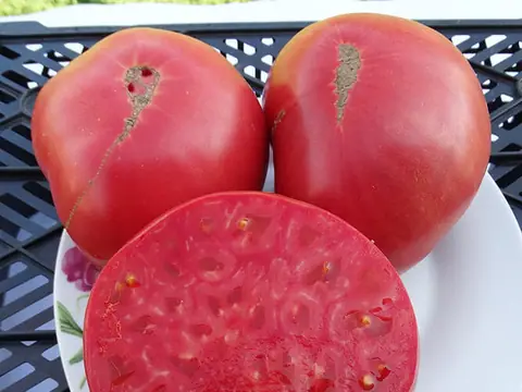 Семейная реликвия Теннесси (Tennessee Heirloom)