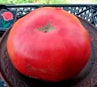 Силезская Малина (Schlesische Himbeere)