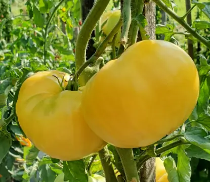Жёлтое Чудо Тома (Tom's Yellow Wonder)
